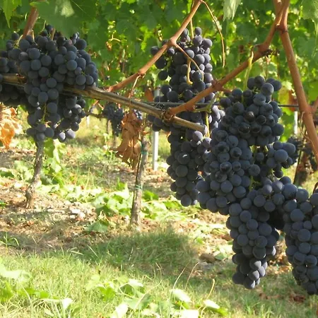 Farm stay Fattoria Di Rignana Winery